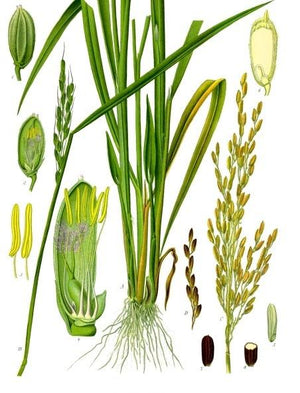 Ingredient Spotlight: Rice Bran Oil - Amani Soaps